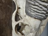 a close up of a skull on a wooden post