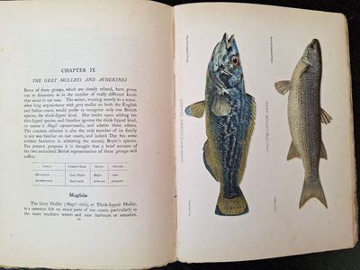 an open book with illustrations of fish on it sitting on a table