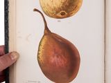 a hand holding an open book with a picture of pears on it