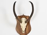 un crâne d'antilope fixé sur un bouclier en bois accroché à un mur blanc
