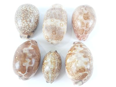 six different types of seashells arranged in a circle on a white surface
