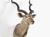 an antelope head mounted on a wall in a white room