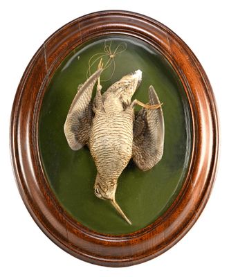 la photo d'une photo représentant un oiseau mort, dans un cadre