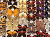 many different types of butterflies on display in a display case
