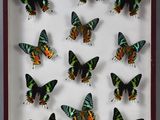 les papillons sont exposés dans un cadre vitré posé sur une surface blanche