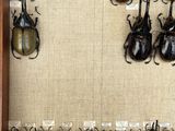 a lot of beetles that are on display in a wooden frame