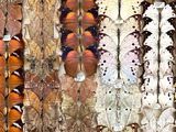 many different types of butterflies displayed in a display case