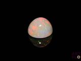 an oplite in the dark with its reflection on the surface