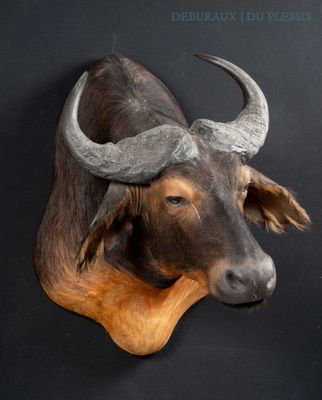 a bull head mounted on the wall of a room