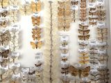 many different types of moths displayed on the wall