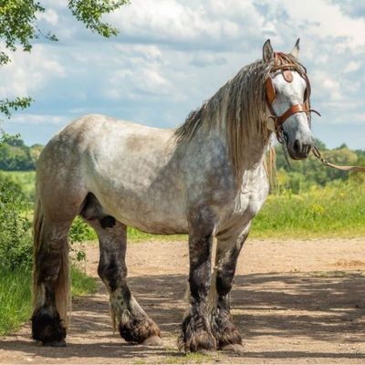 un cheval qui se tient debout sur un chemin de terre