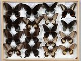 de nombreux papillons disposés dans un cadre en bois