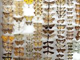 many different types of moths displayed in a glass case