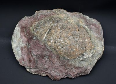 Grande pierre avec fossile 27 x 22 cm.