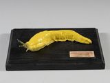 sculpture représentant une limace jaune posée sur un socle noir, sur fond blanc
