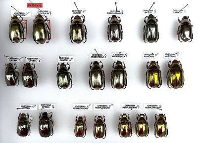 a lot of beetles that are on display on the wall