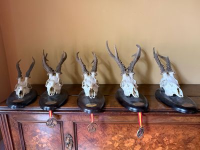 plusieurs têtes d'antilope sont fixées sur le dessus d'un meuble en bois