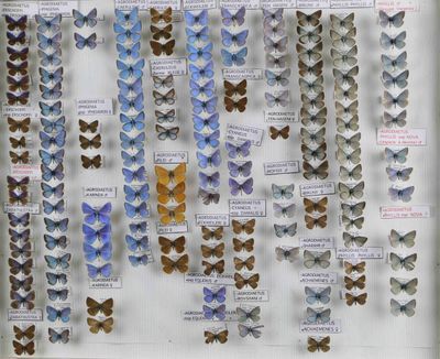 de nombreux types de papillons exposés dans une vitrine