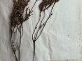 deux plantes séchées posées sur un morceau de papier, avec un autre morceau de papier en dessous