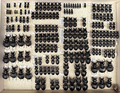 a lot of bugs that are hanging on the wall