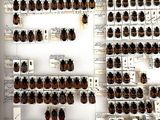 a lot of beetles that are on display in a glass case