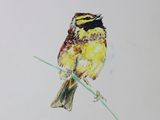 drawing of a bird sitting on a branch with a white background