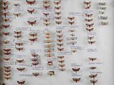 de nombreux papillons exposés dans une vitrine