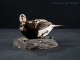 a bird that is sitting on top of a piece of wood