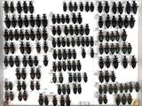 large collection of beetles displayed in a white frame on a wall