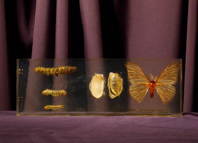 a glass display with a butterfly, caters, and caters in it
