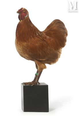 a chicken that is standing on top of a block
