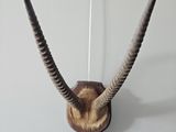 a antelope mounted on the wall with long horns
