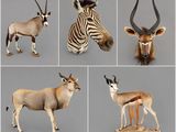 several different types of antelope, zebra, and antelope on a gray background
