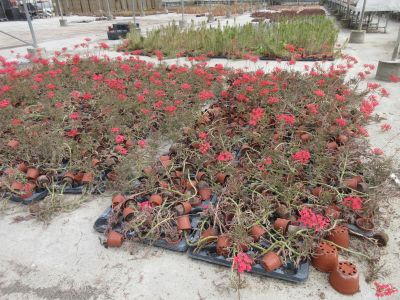 de nombreuses plantes en pot posées à même le sol