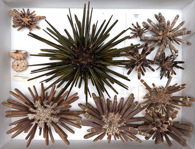 many different types of sea urchins displayed in a white box
