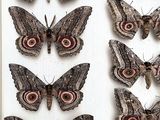 a lot of moths that are on display in a box