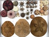 many different types of sea urchins in a white box