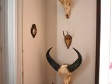 two antelope heads mounted on the wall in the corner of a room
