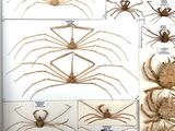 many different types of spiders displayed in a display