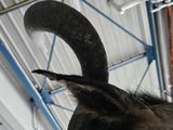 a close up of a goat ' s head in a building