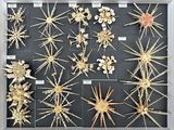 a display of shells and starfishs in a shadow box