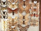 many different types of butterflies displayed in a wooden frame