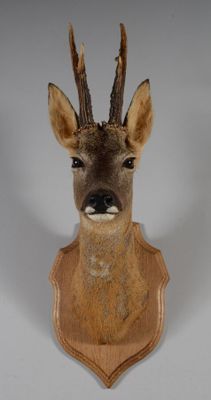 tête de cerf accrochée au mur avec une tête d'antilope, une tête d'antilope, une tête d'antilope accrochée au mur avec une tête d'antilope, une tête d'antilope, une tête d'antilope, une