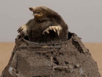un petit animal assis au sommet d'un tas de terre
