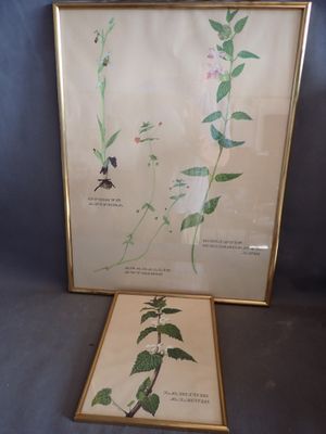 deux photos encadrées représentant des fleurs posées sur une table, sur fond bleu