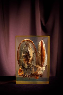 a picture of a picture of a shell on a table