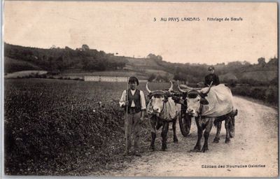une photo en noir et blanc représentant un groupe d'hommes avec des bœufs
