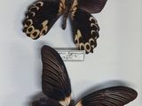 two black and brown butterflies sitting on top of a white surface