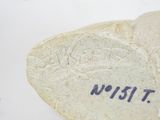 a rock with writing on it that says what?