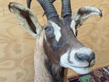 a goat that is sitting on a rug on the floor